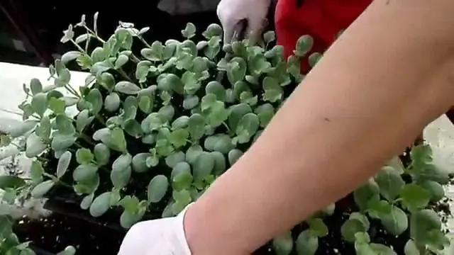 How to grow a watermelon in a greenhouse: formation scheme, pinching, care