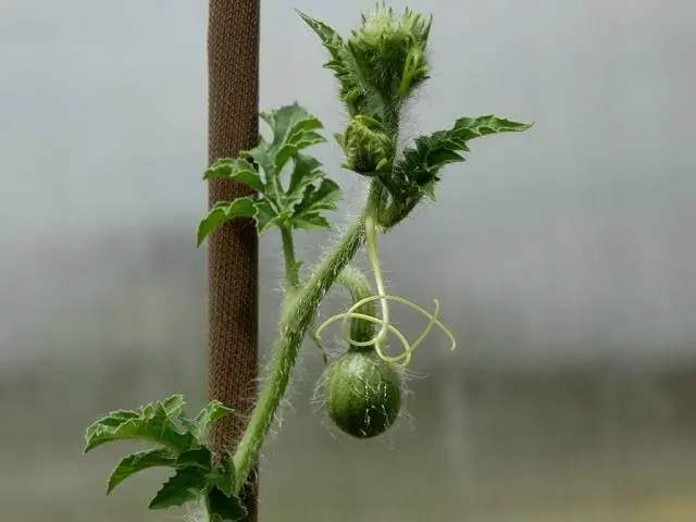 How to grow a watermelon in a greenhouse: formation scheme, pinching, care