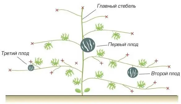 How to grow a watermelon in a greenhouse: formation scheme, pinching, care