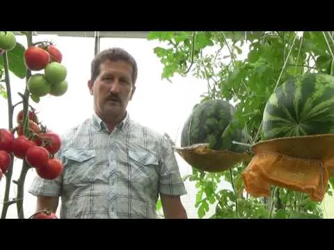 How to grow a watermelon in a greenhouse: formation scheme, pinching, care