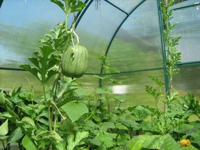 How to grow a watermelon in a greenhouse: formation scheme, pinching, care