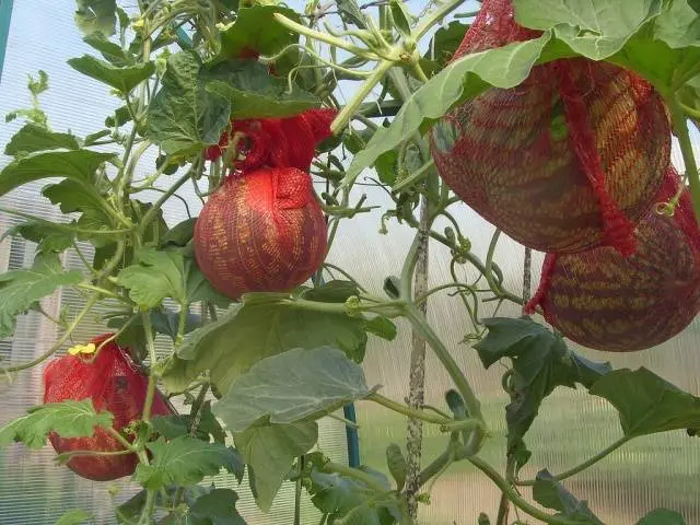 How to grow a watermelon in a greenhouse: formation scheme, pinching, care