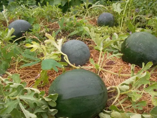 How to grow a watermelon in a greenhouse: formation scheme, pinching, care