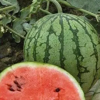 How to grow a watermelon in a greenhouse: formation scheme, pinching, care