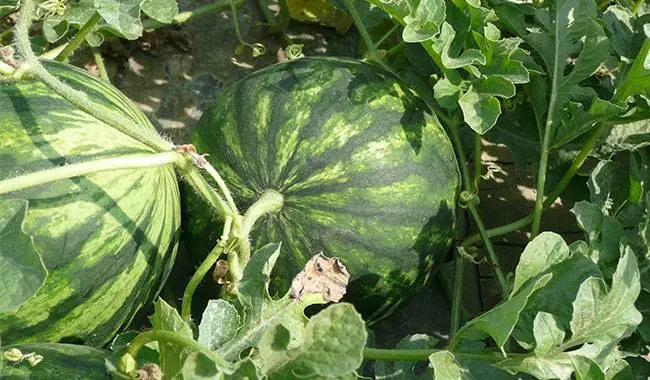 How to grow a watermelon in a greenhouse: formation scheme, pinching, care