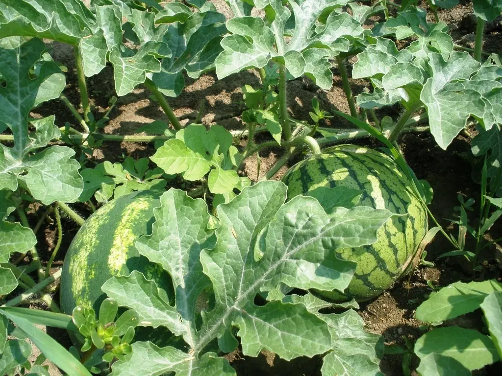 How to grow a watermelon in the country: advice from summer residents and gardeners