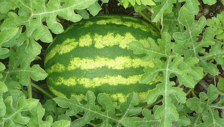 How to grow a watermelon in the country: advice from summer residents and gardeners