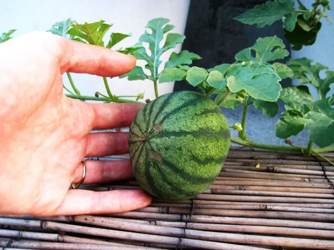 How to grow a watermelon in the country: advice from summer residents and gardeners