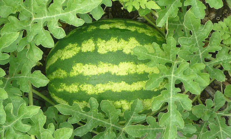 How to grow a watermelon in the country: advice from summer residents and gardeners