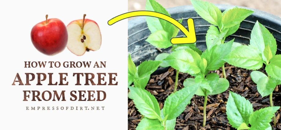 How to grow an apple tree from a seed: recommendations