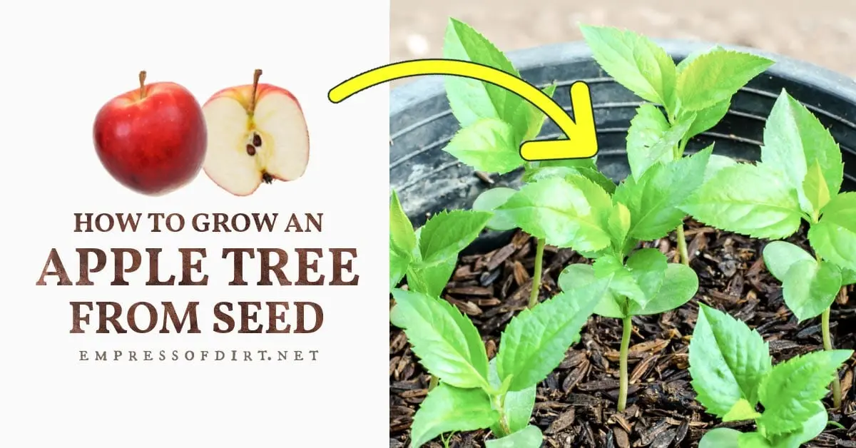 How to grow an apple tree from a seed: recommendations