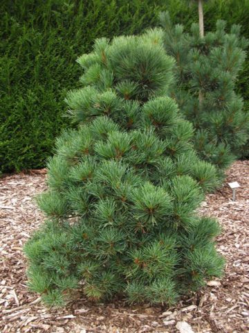 How to grow an ornamental pine tree