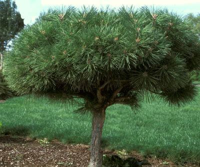 How to grow an ornamental pine tree