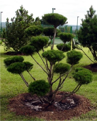 How to grow an ornamental pine tree