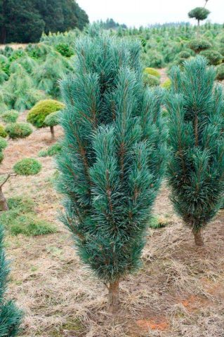 How to grow an ornamental pine tree