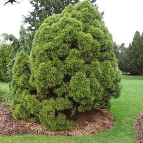 How to grow an ornamental pine tree