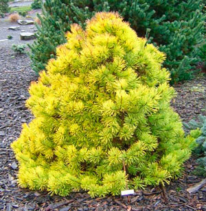 How to grow an ornamental pine tree