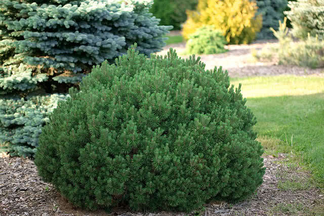 How to grow an ornamental pine tree