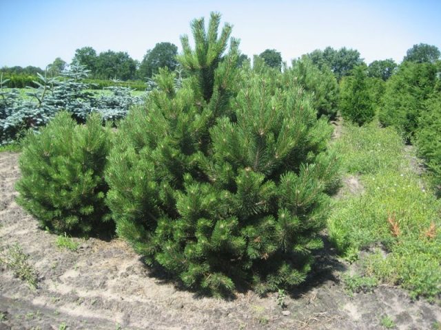 How to grow an ornamental pine tree