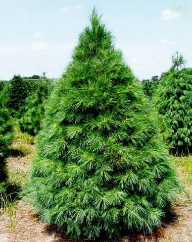 How to grow an ornamental pine tree