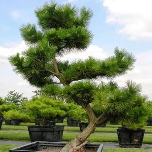 How to grow an ornamental pine tree