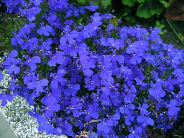 How to grow and dive lobelia seedlings at home