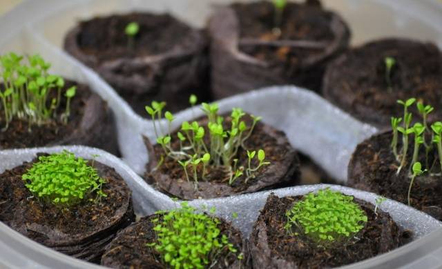 How to grow and dive lobelia seedlings at home