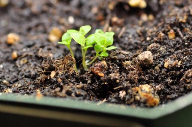 How to grow and dive lobelia seedlings at home