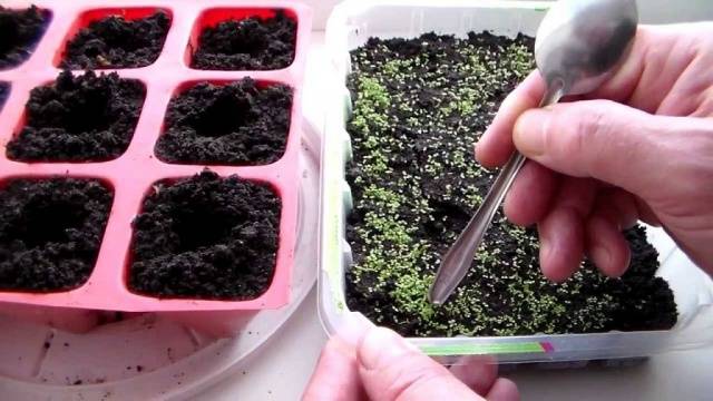 How to grow and dive lobelia seedlings at home