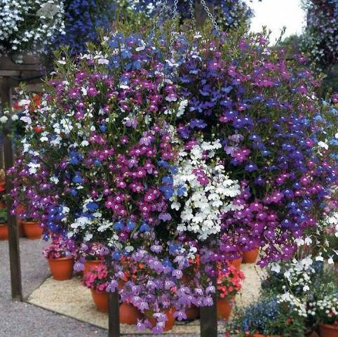 How to grow and dive lobelia seedlings at home