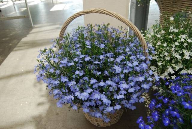 How to grow and dive lobelia seedlings at home