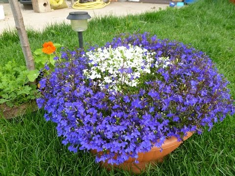 How to grow and dive lobelia seedlings at home