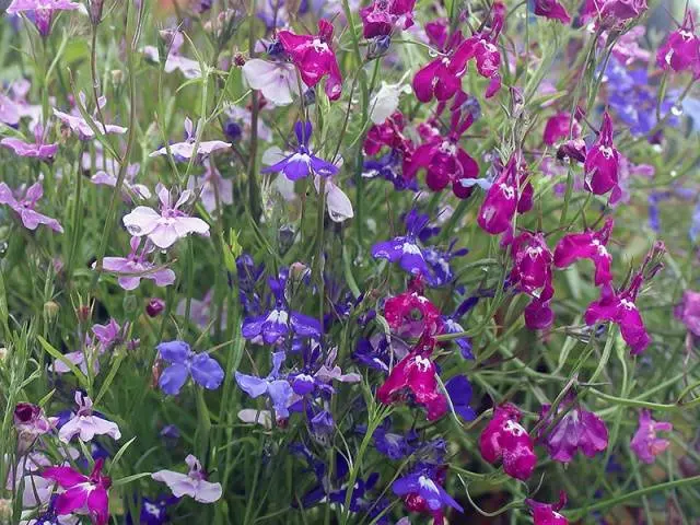 How to grow and dive lobelia seedlings at home