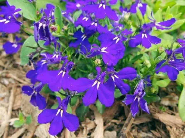 How to grow and dive lobelia seedlings at home