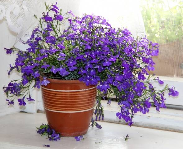 How to grow and dive lobelia seedlings at home