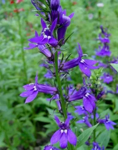 How to grow and dive lobelia seedlings at home