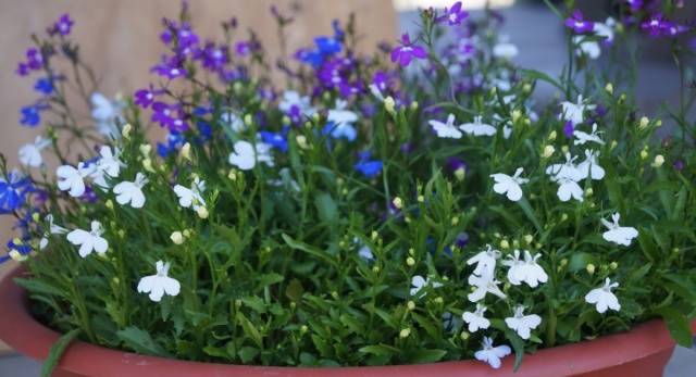 How to grow and dive lobelia seedlings at home