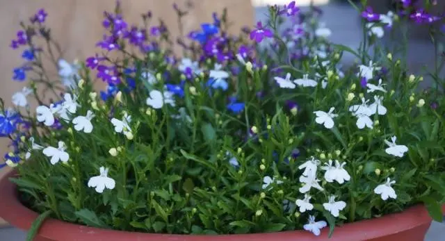 How to grow and dive lobelia seedlings at home