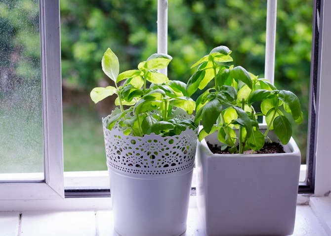 How to Grow Basil at Home: Tips and Tricks