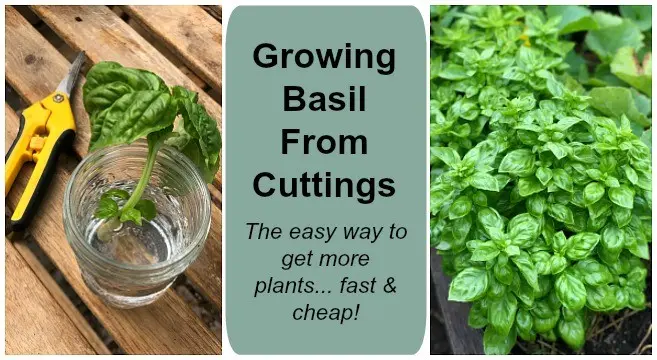 How to Grow Basil at Home: Tips and Tricks