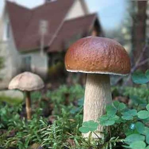 How to grow boletus in the garden