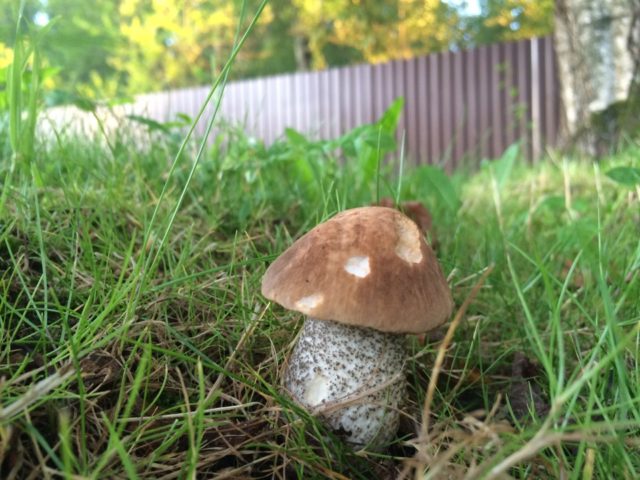 How to grow boletus in the garden