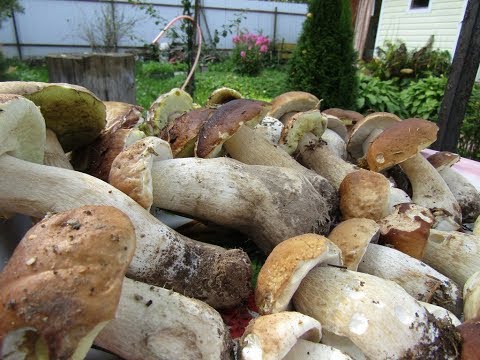 How to grow boletus in the garden