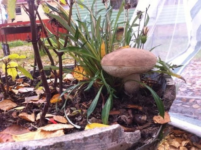 How to grow boletus in the garden