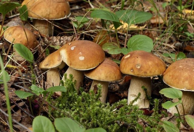 How to grow boletus in the garden