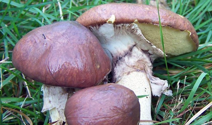 How to grow butternuts the right way