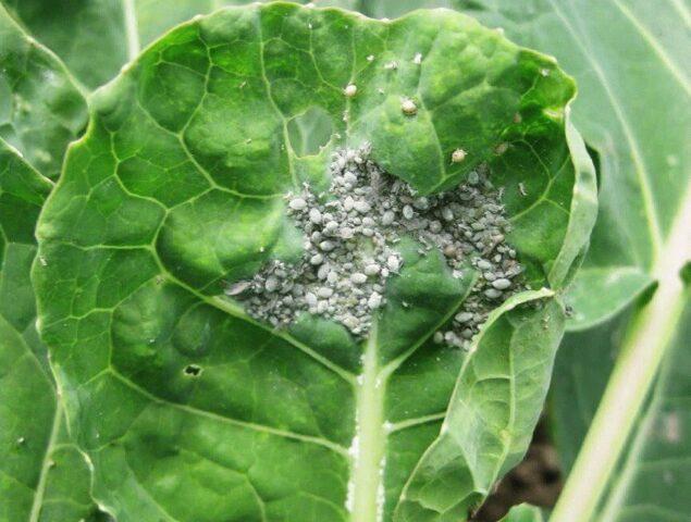 How to grow cauliflower in the open ground