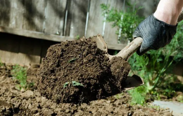 How to grow cauliflower in the open ground