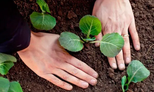 How to grow cauliflower in the open ground