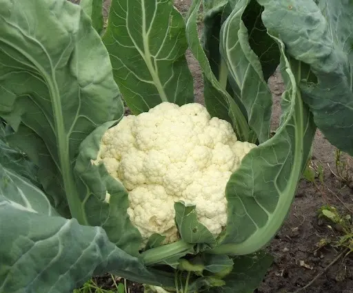 How to grow cauliflower in the open ground